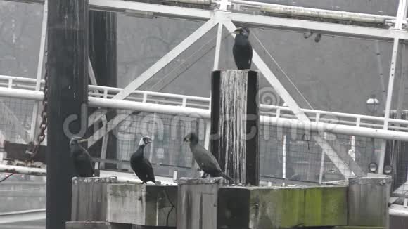 泰晤士河上的黑色视频的预览图