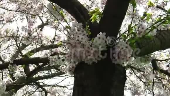 粉白春暖树的特写视频的预览图