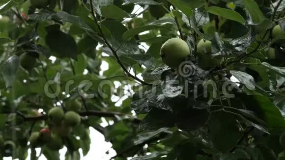 雨天树枝上有绿苹果的苹果树水滴滴在树叶上4K视频的预览图