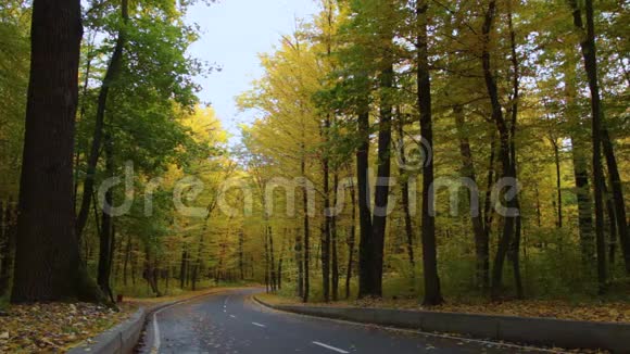 秋林沥青路有黄绿树视频的预览图
