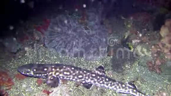 伦贝海峡夜晚沙上的珊瑚群落视频的预览图