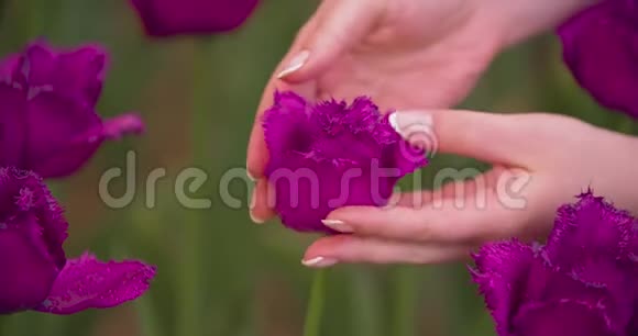 手在农场检查紫郁金香花瓣视频的预览图