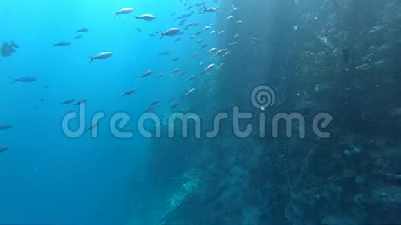 珊瑚礁附近的一群鱼在清澈的蓝水中缓慢运动视频的预览图