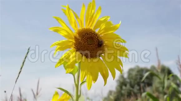 一朵向日葵视频的预览图