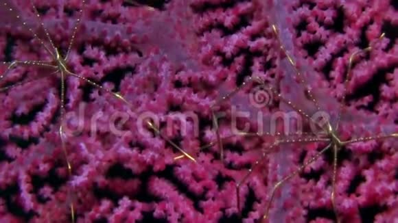大猩猩珊瑚伦贝海峡上的蜘蛛蹲龙虾视频的预览图
