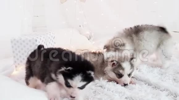 三只纯种哈士奇小狗躺在床上视频的预览图
