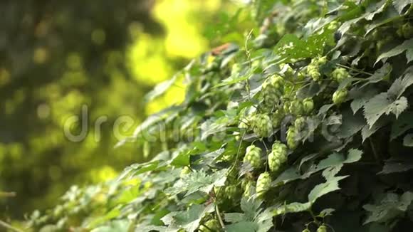 阳光明媚的一天绿色灌木丛上的啤酒花背景模糊慢动作1080P全高清视频视频的预览图