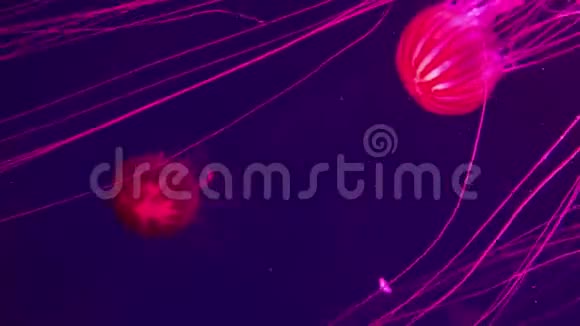 游泳红果冻鱼的特写水下录像视频的预览图