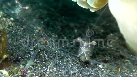 在伦贝斯特的夜晚红爪虾在沙滩上觅食视频的预览图