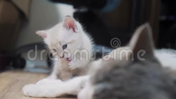小可爱的小猫舔爪子小可爱的小猫睡在猫妈妈旁边猫的家庭关怀爱友谊视频的预览图