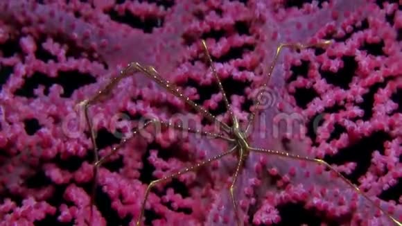 大猩猩珊瑚伦贝海峡上的蜘蛛蹲龙虾视频的预览图