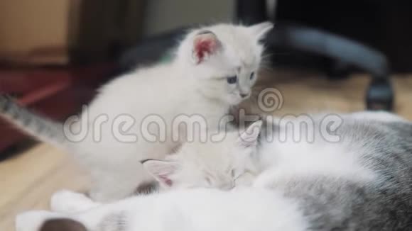 猫喂两只可爱的白色小猫小可爱的小猫睡在猫妈妈旁边猫的家庭关怀爱友谊视频的预览图