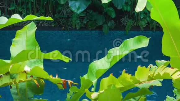 美丽的金发女孩穿着黑色泳衣漂浮在游泳池里绿色的香蕉让植物移动并覆盖视频的预览图