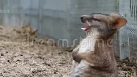 小袋鼠在动物园打哈欠视频的预览图