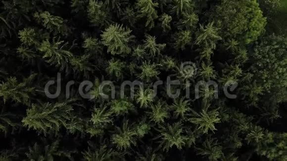 夏季4K森林树木景观空中演练视频的预览图