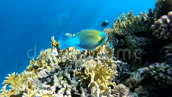 在红海清澈的海水中靠近美丽珊瑚礁的鱼类动作缓慢视频的预览图