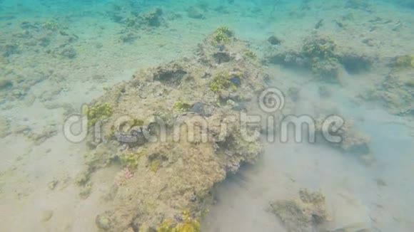 红海海底的贝壳视频的预览图