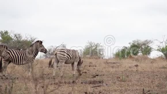 斑马在非洲的荒野中走来走去视频的预览图