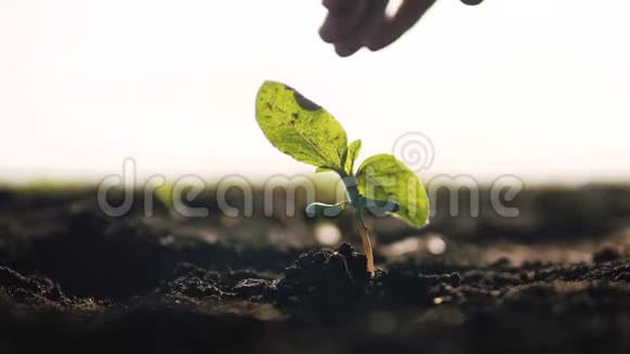 农业生态农业世界土壤日概念男农手用绿叶种子树发芽土壤在视频的预览图