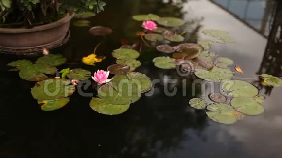 粉红色的睡莲漂浮在水面上的睡莲视频的预览图