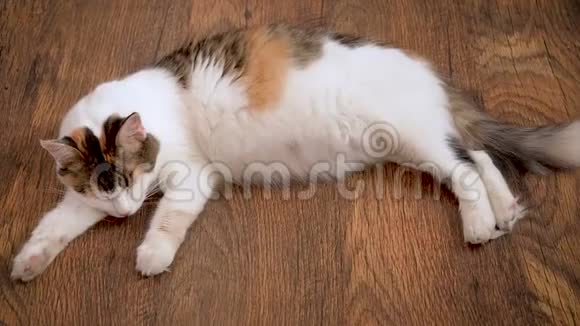 怀孕的猫躺在木地板上怀孕最后一个学期的猫怀着大肚子的印花棉布猫视频的预览图