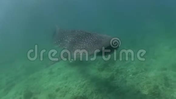 小鲸鲨在印度洋缓慢移动视频的预览图