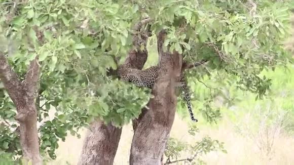 豹从大草原的树枝上凝视着视频的预览图