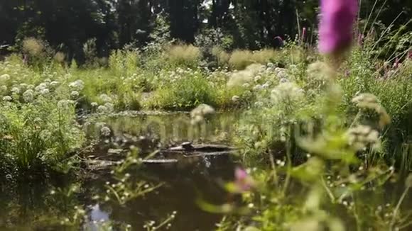 阳光下的宁静池塘与绿树林公园视频的预览图