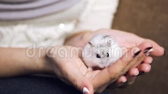 仓鼠咬女人的手和洗手视频视频的预览图