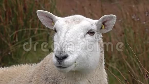 苏格兰高地的滑稽咀嚼羊视频的预览图