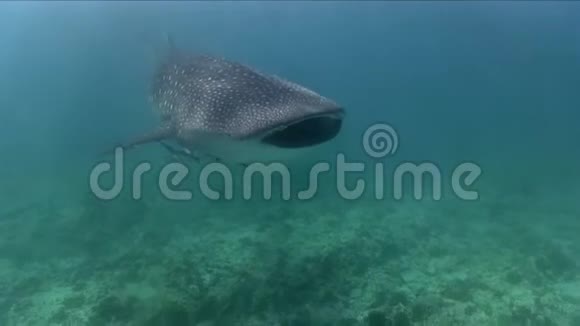 小鲸鲨在印度洋缓慢移动视频的预览图
