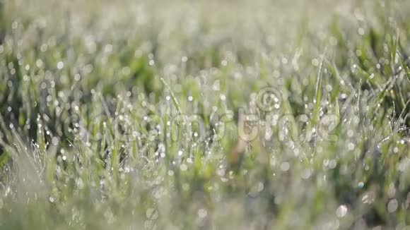 聚焦平底锅拍摄的绿草与许多水滴在早晨有露水的草在风中摇摆视频的预览图