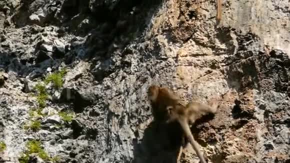 猴子一家在绿色植物和树根之间的一块陡峭的岩石上爬行视频的预览图