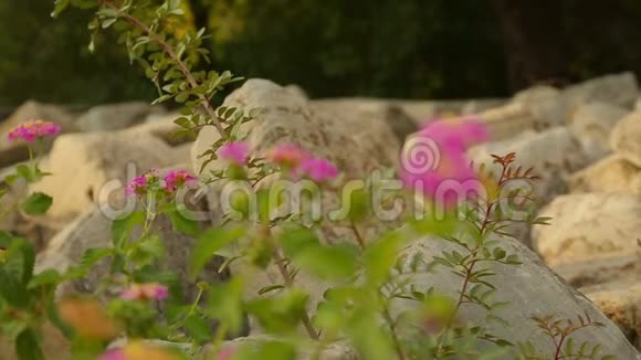 古建筑遗迹上生长的美丽花朵药用植物视频的预览图