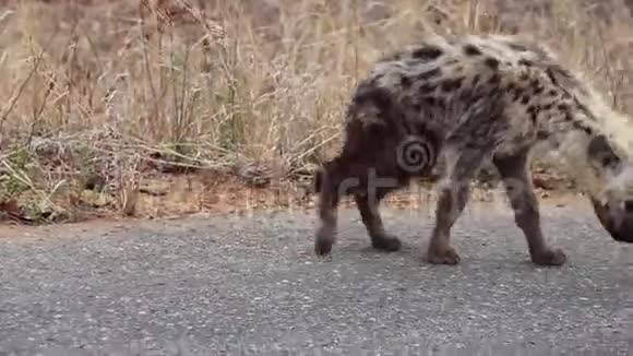 失去的鬣狗幼崽坐着休息视频的预览图