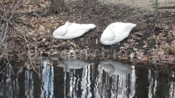 两个小号手天鹅在睡觉视频的预览图