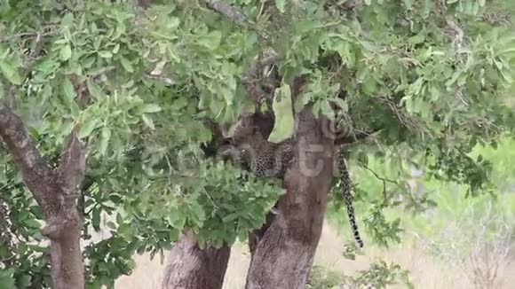豹子站在大草原的树枝上视频的预览图