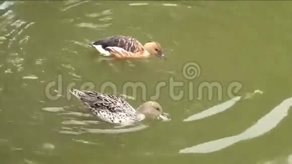 鸭子在池塘里游泳觅食视频的预览图
