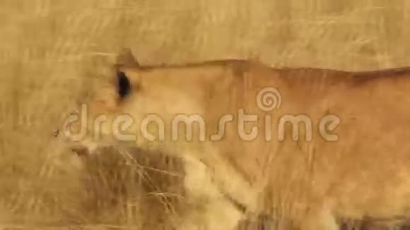 狮子穿过草原视频的预览图
