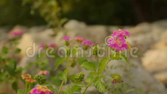 岩石表面盛开美丽花朵的特写镜头景观设计视频的预览图