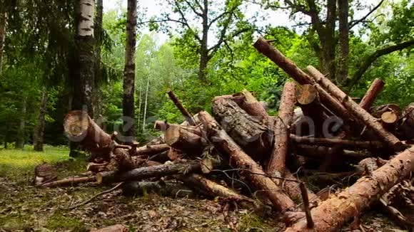 柴树毁坏森林在时间的过渡柴禾时间流逝视频的预览图