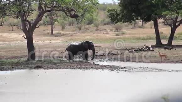 非洲大草原上一只斑羚附近的大象令人耳目一新视频的预览图