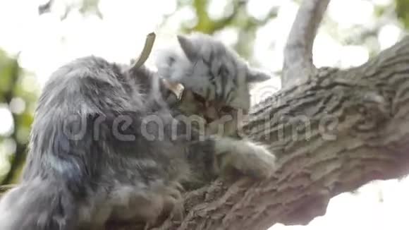 猫害怕地坐在树上视频的预览图