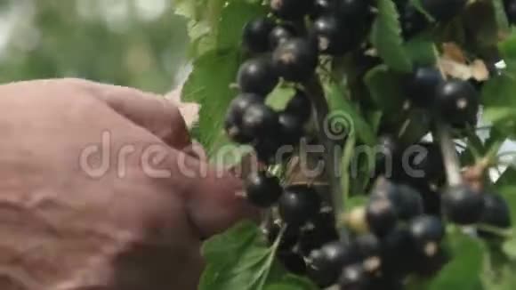 黑醋栗的收成是由一个农民收集的在花园里的黑色成熟多汁的醋栗一种大而甜的醋栗视频的预览图