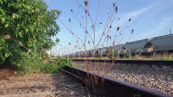 废弃铁路上的植物视频的预览图