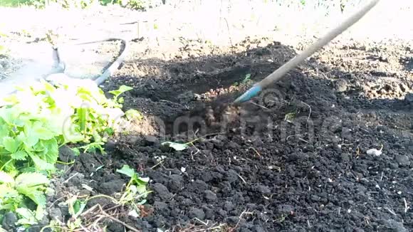 农业挖土泉铲视频的预览图