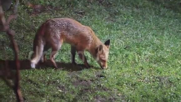 夜间在城市住宅花园里用安全灯光照明的狐狸喂食视频的预览图