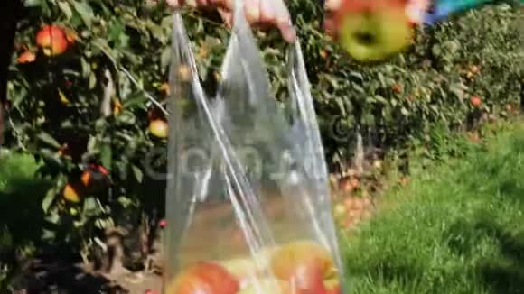 孩子们手把成熟的苹果放进塑料袋里视频的预览图