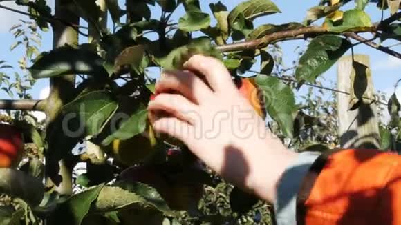 紧紧抓住孩子们手从树枝上摘下成熟的苹果视频的预览图