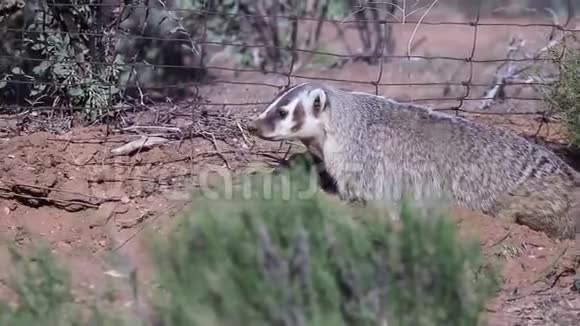 獾在西南沙漠的一个旧篱笆附近的松土里挖掘视频的预览图